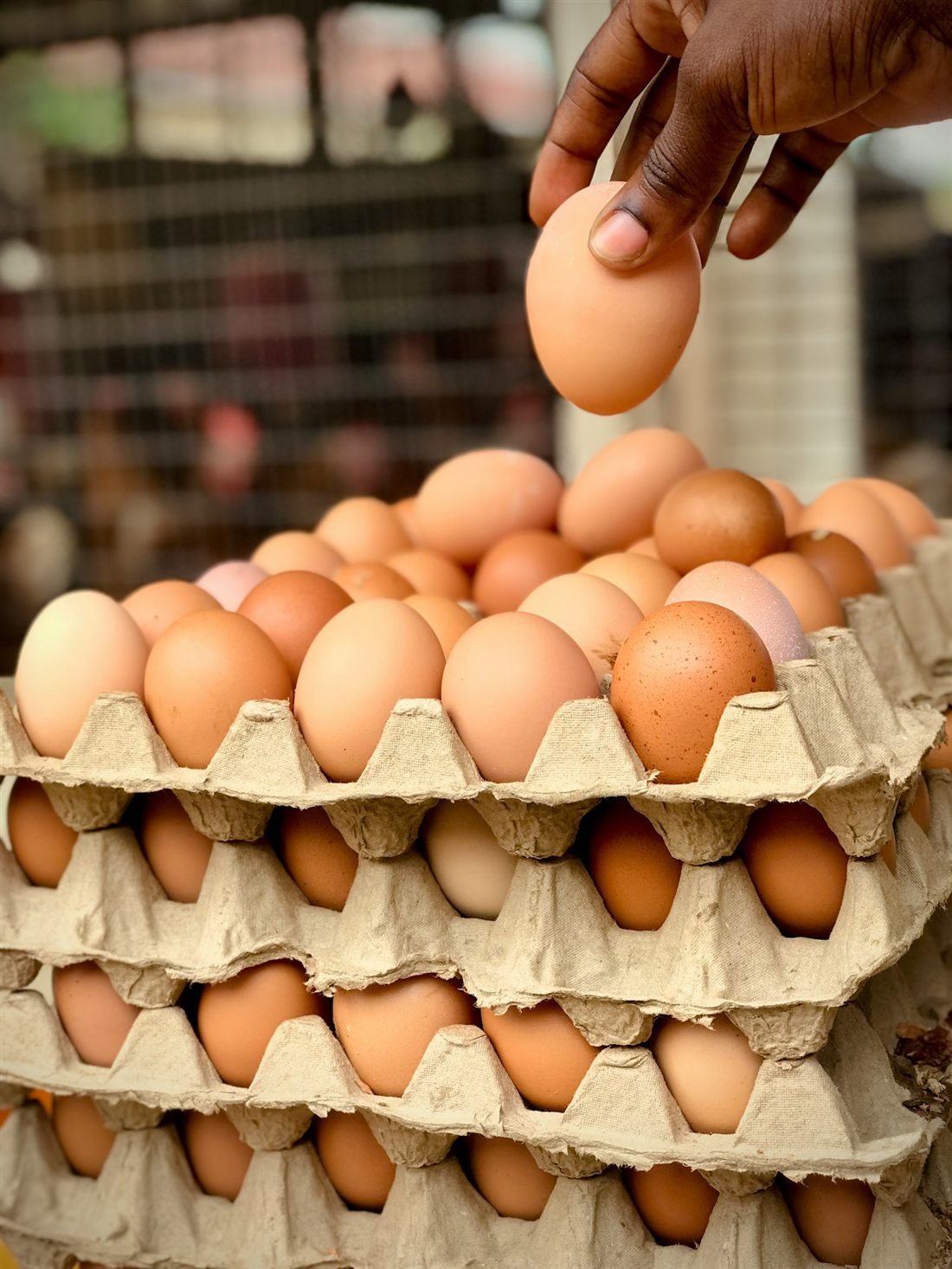 Tangan mengambil sebutir telur cokelat dari tumpukan egg tray